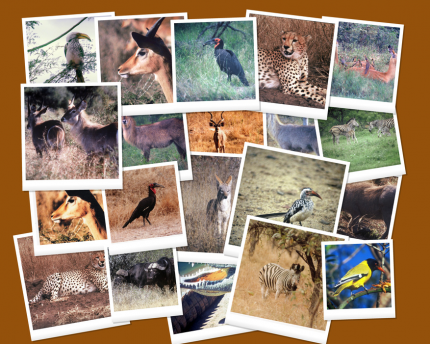 Is global warming harming wildlife? Global warming is having a negative impact on wildlife.